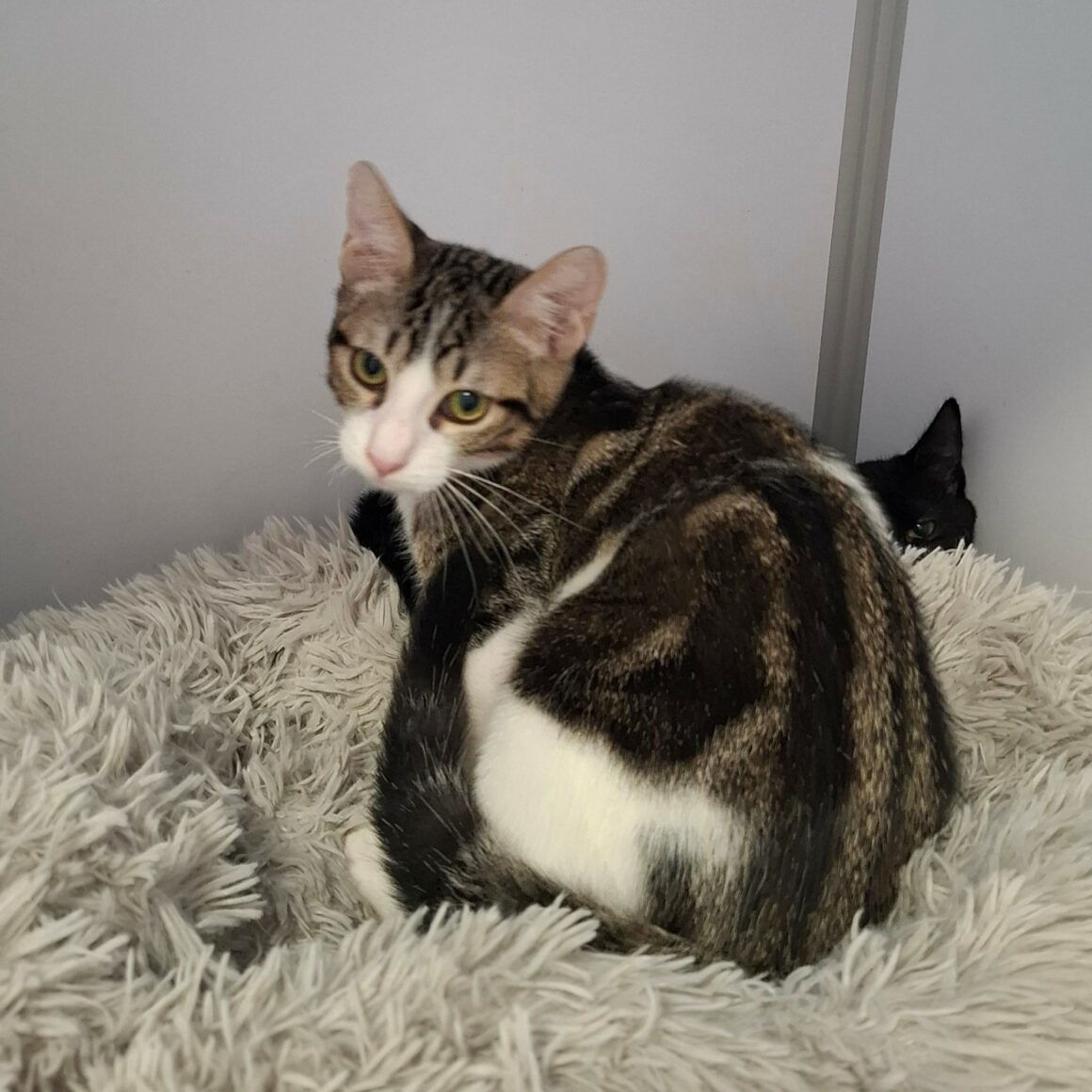 BOMBAY – chaton