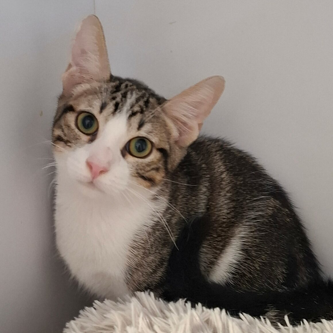 BOMBAY – chaton