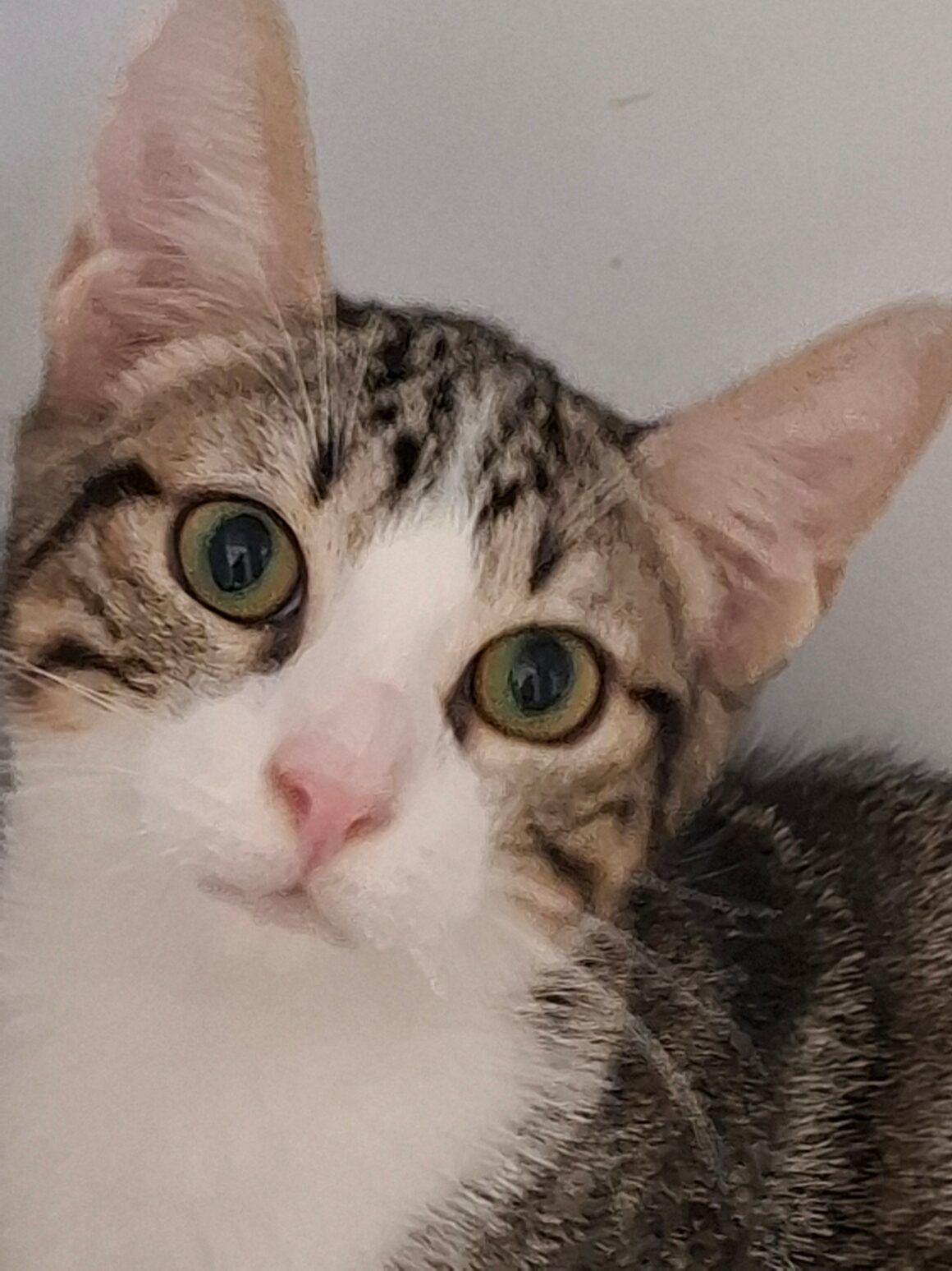 BOMBAY – chaton