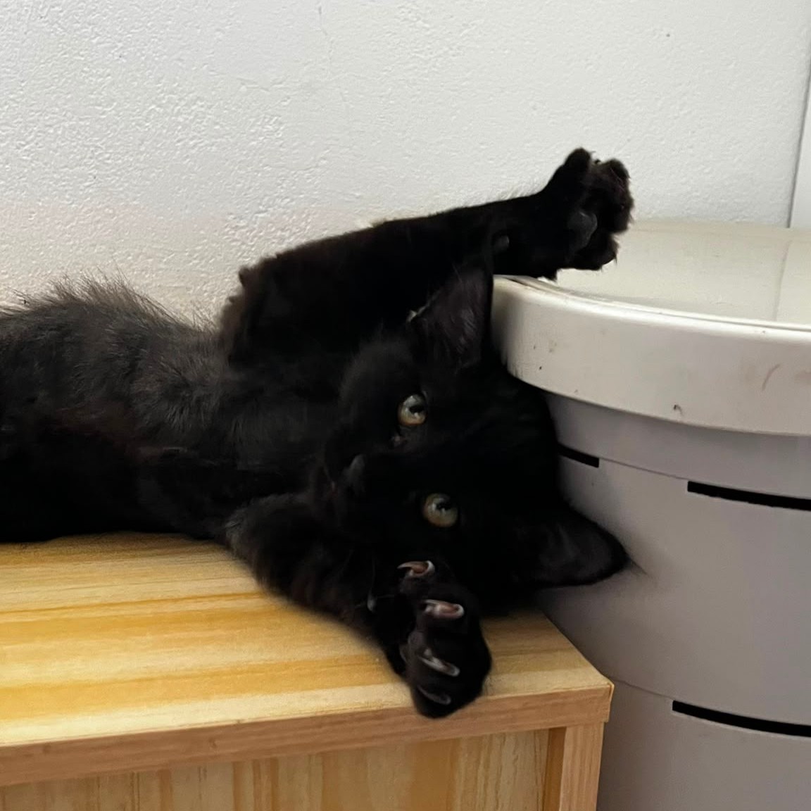 BONGO 4 BONGO – chaton