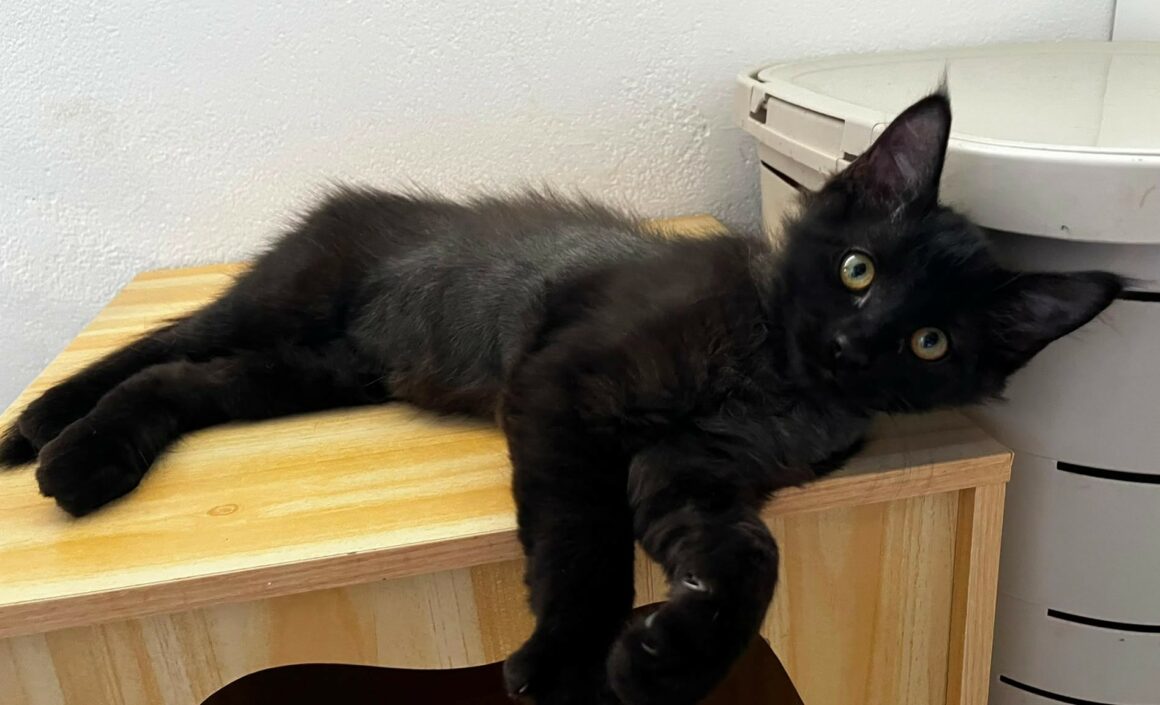 BONGO 5 BONGO – chaton