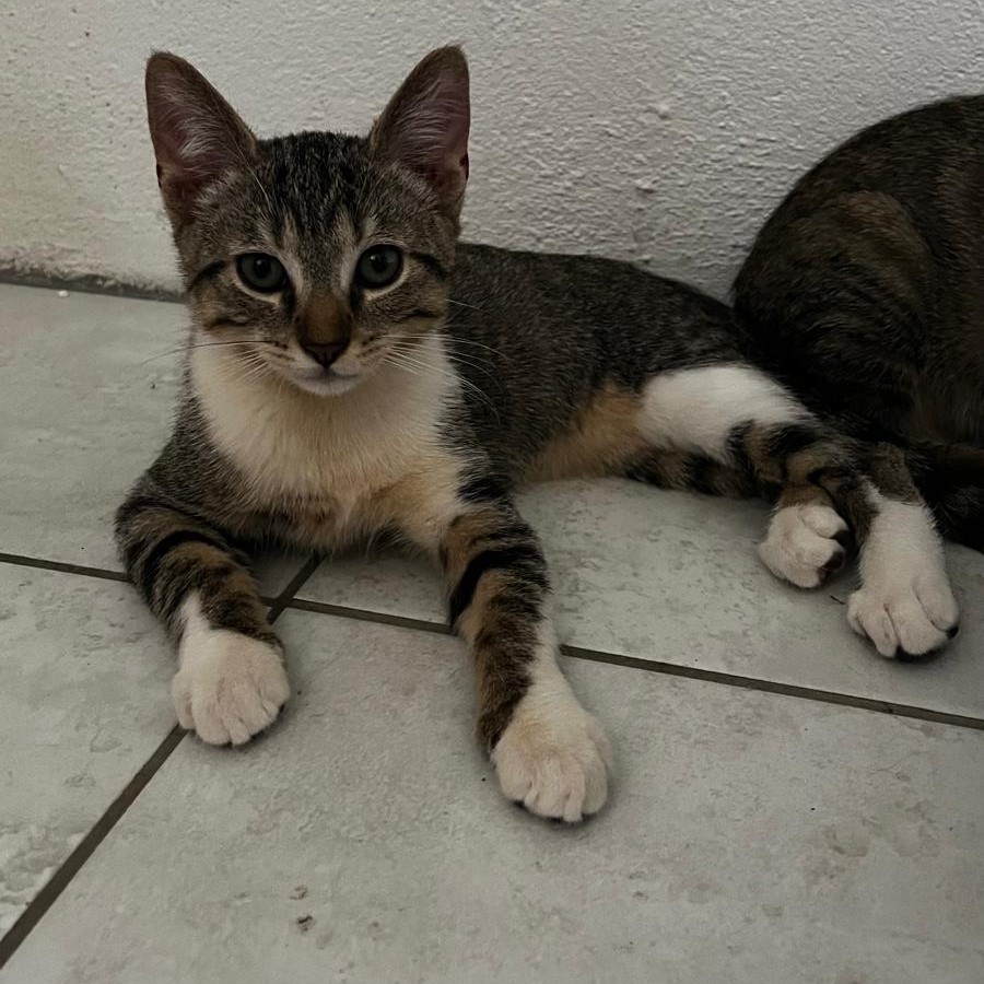 BOROMIR1 BOROMIR – chaton
