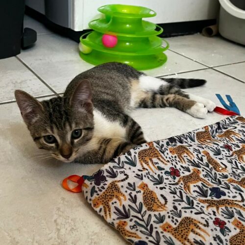 BOROMIR – chaton