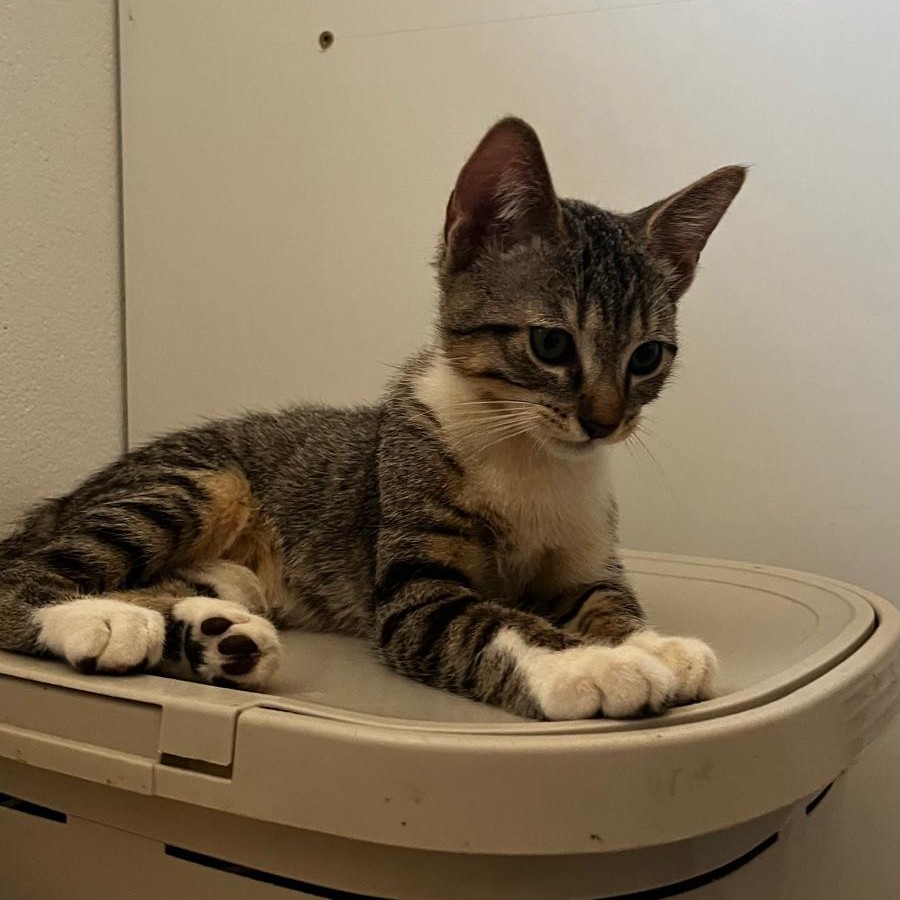 BOROMIR3 BOROMIR – chaton