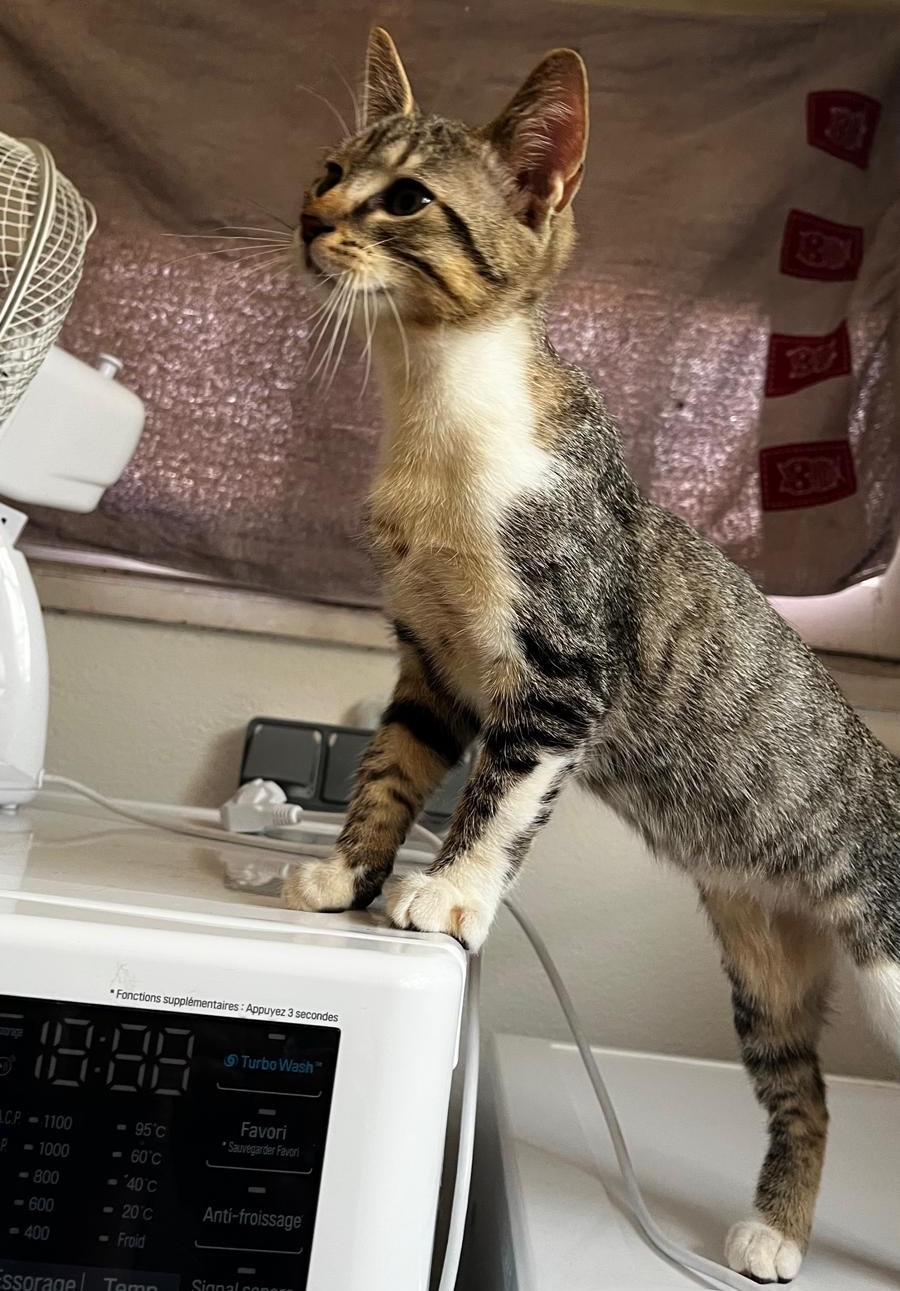 BOROMIR4 BOROMIR – chaton