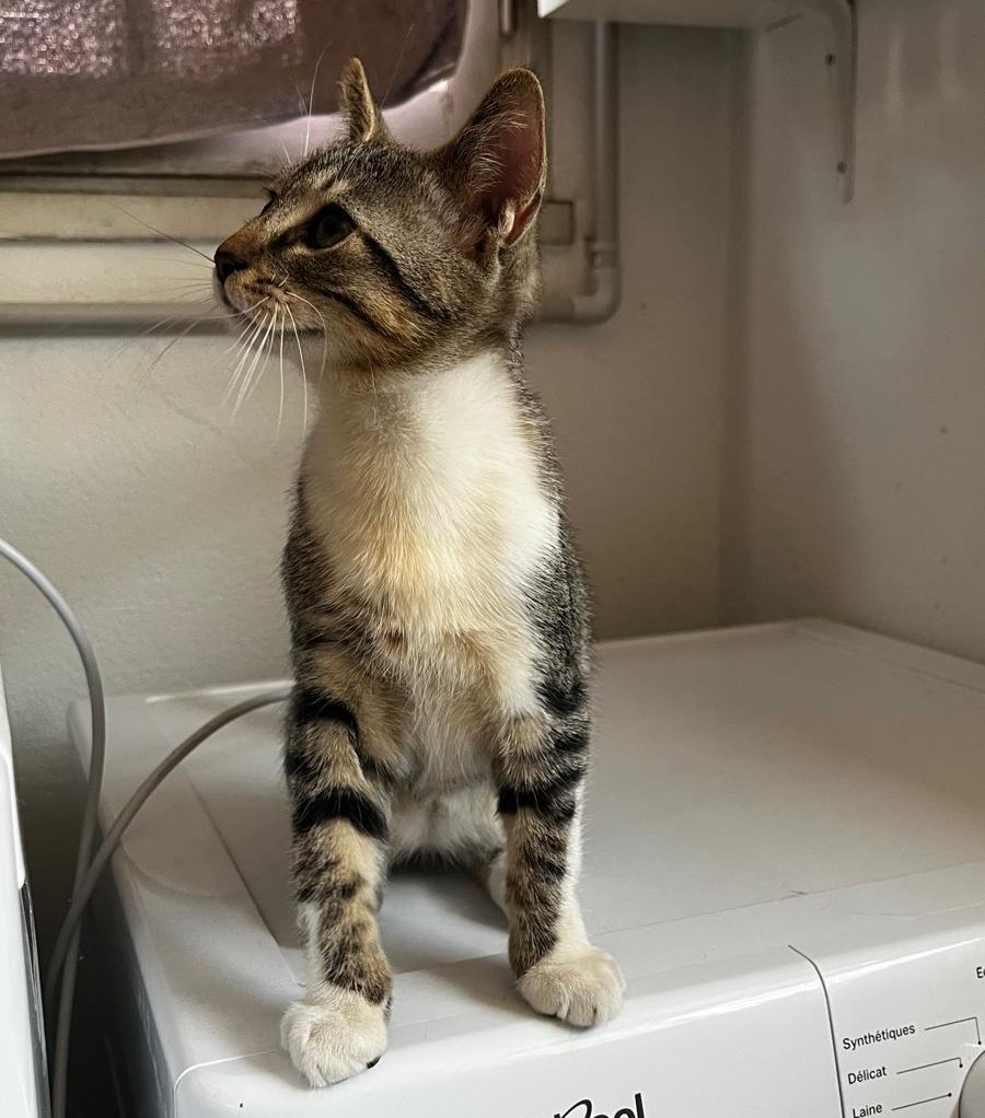 BOROMIR5 BOROMIR – chaton
