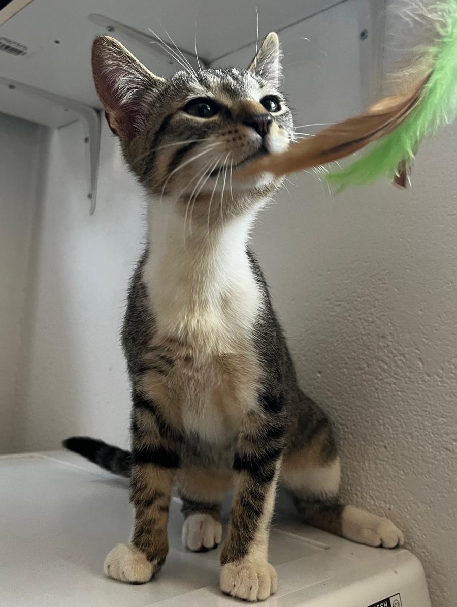 BOROMIR6 BOROMIR – chaton