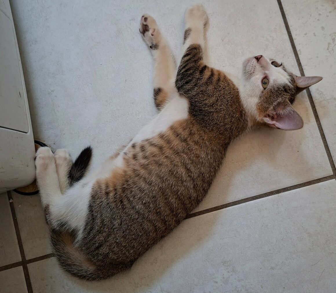 BOURDON – chaton