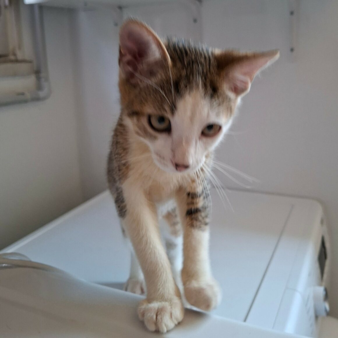BOURDON – chaton