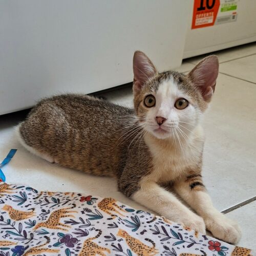 BOURDON – chaton