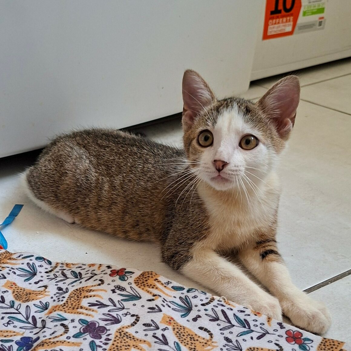 BOURDON – chaton
