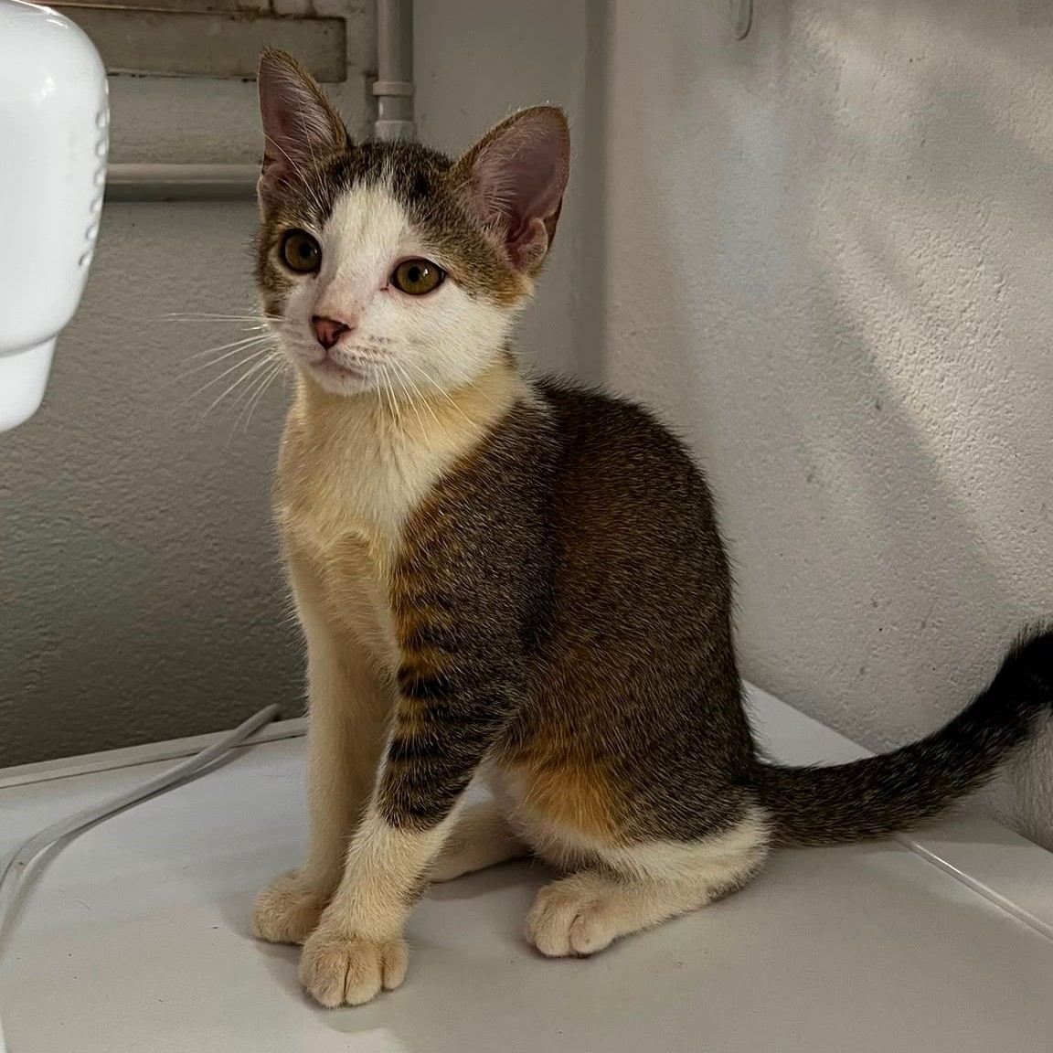BOURDON – chaton