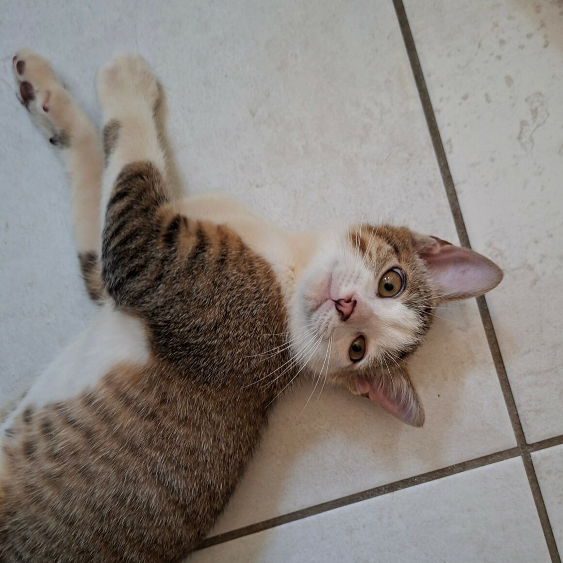 BOURDON – chaton