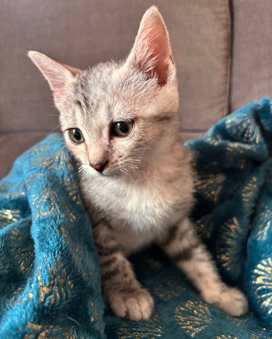 BOUTON – chaton réservé