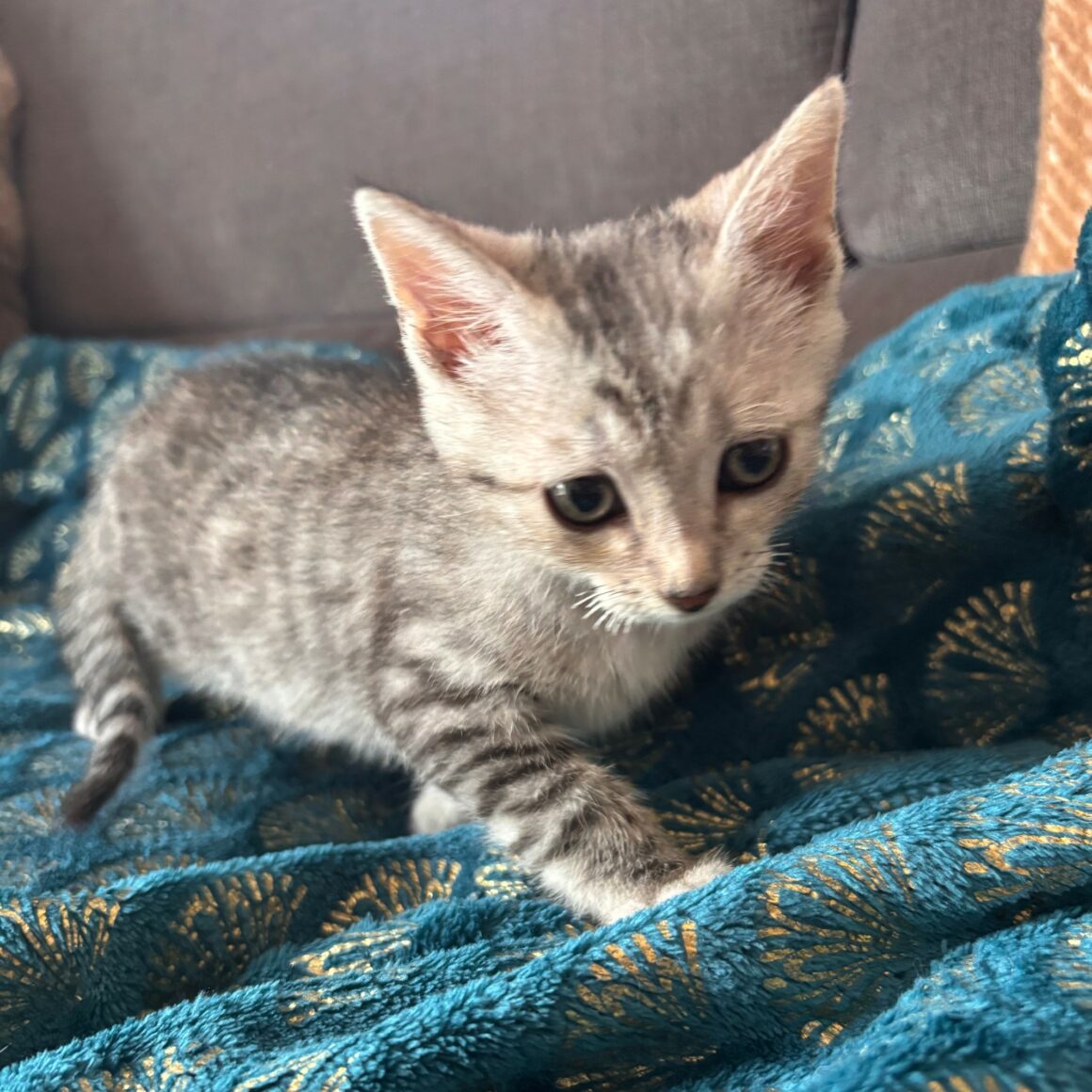 BOUTON – chaton réservé