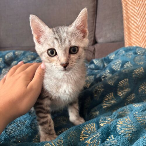 BOUTON – chaton réservé