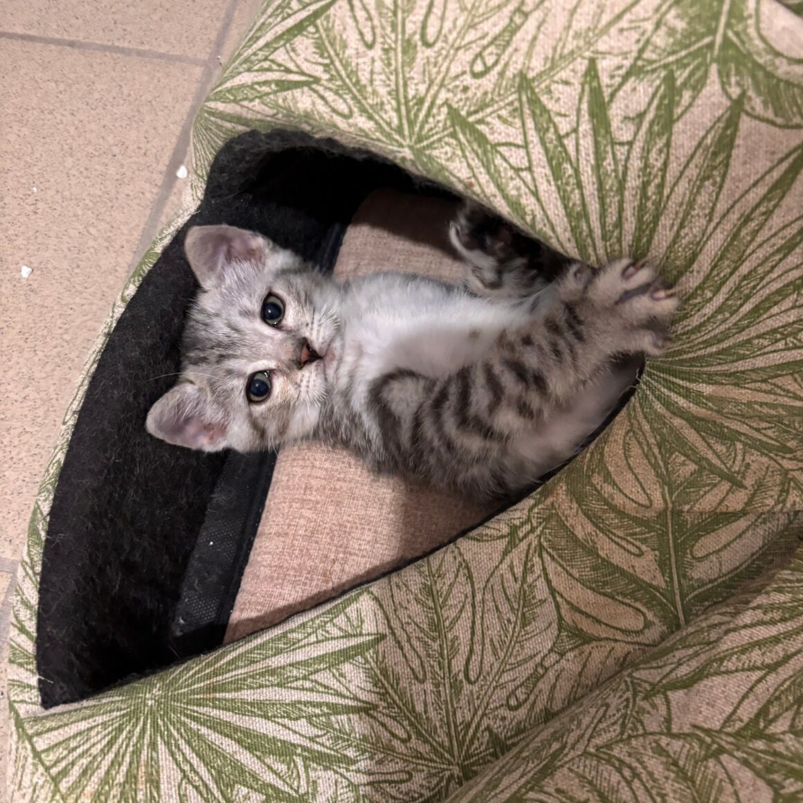 BOUTON – chaton réservé