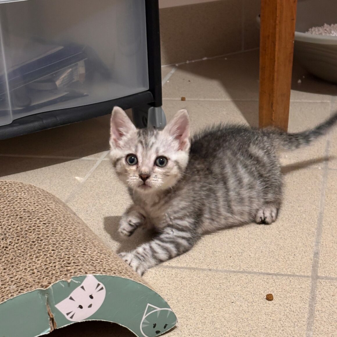BOUTON – chaton réservé