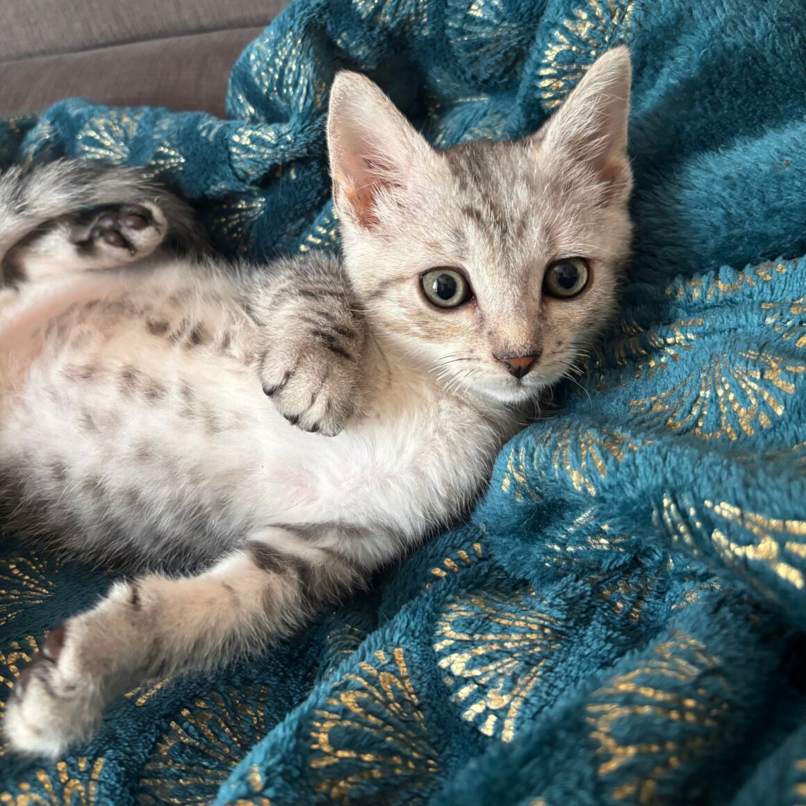 BOUTON – chaton réservé