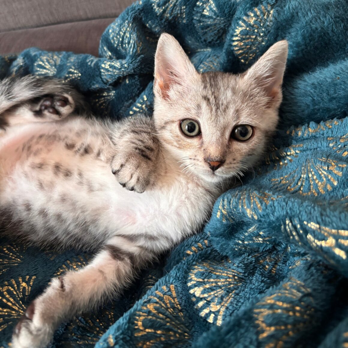 BOUTON – chaton réservé