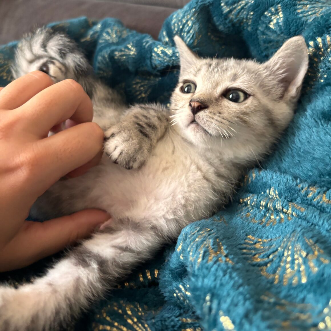 BOUTON – chaton réservé