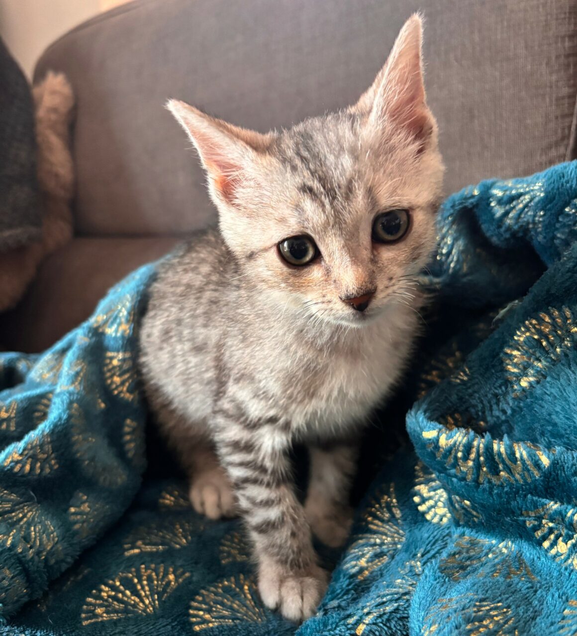 BOUTON – chaton réservé