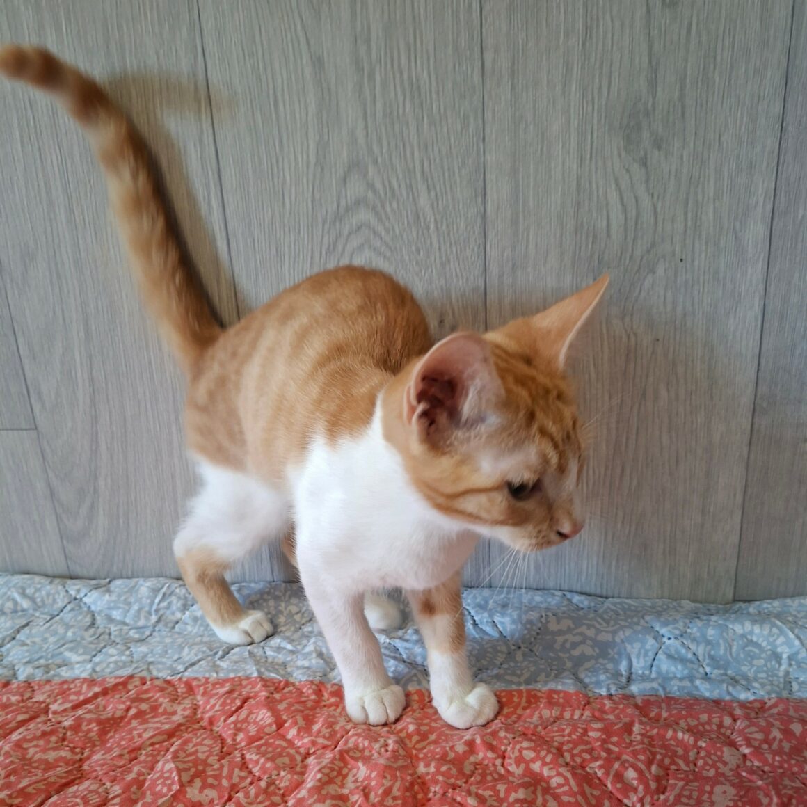 BRADBURY – chaton