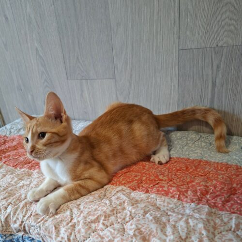 BRADEBURY2 BRADBURY – chaton
