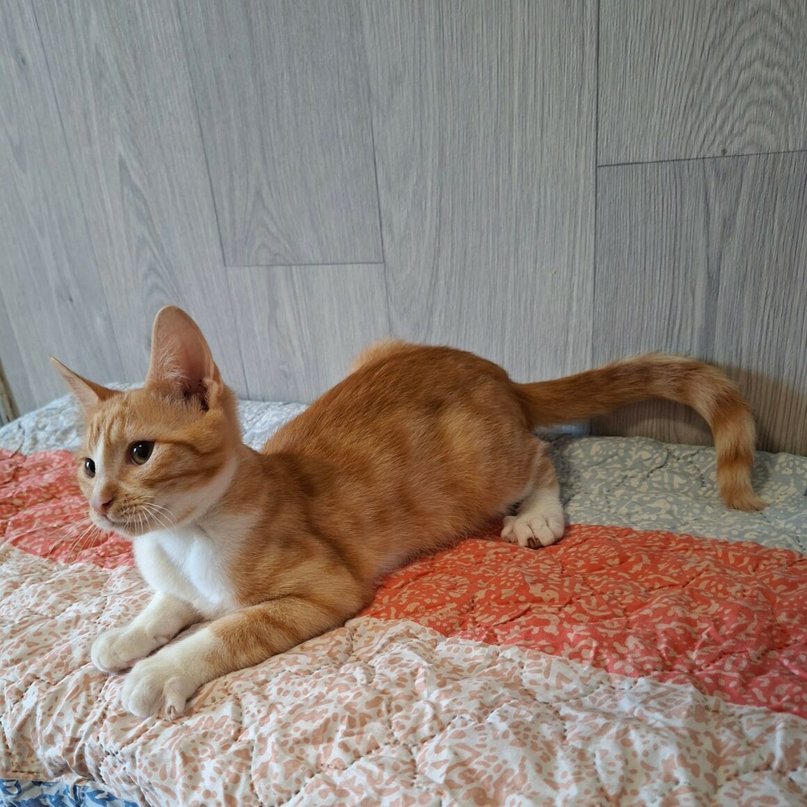 BRADBURY – chaton