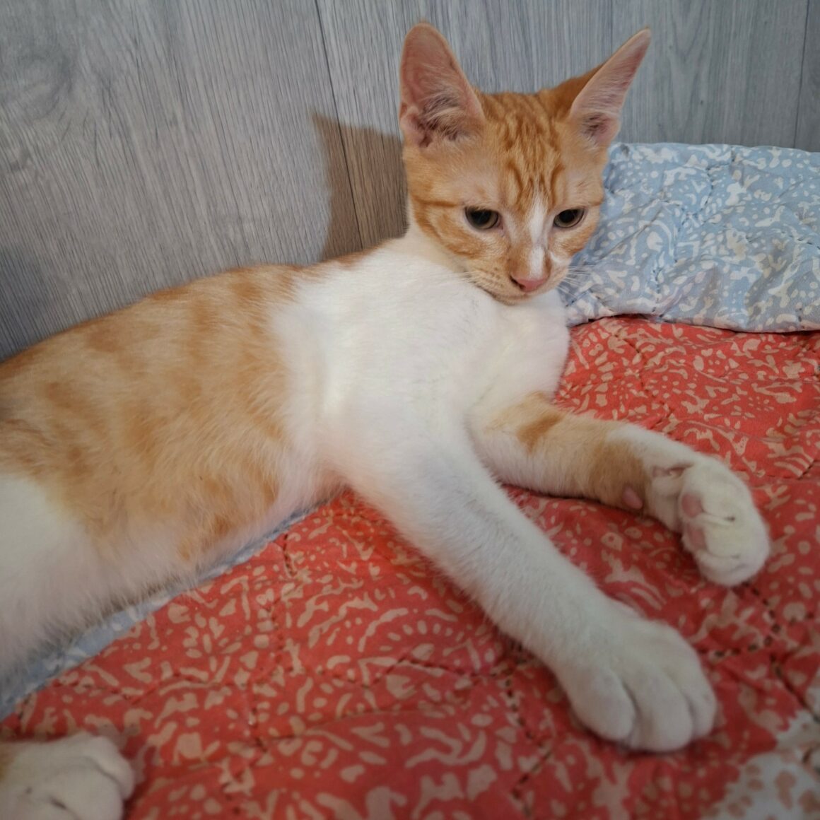 BRADBURY – chaton