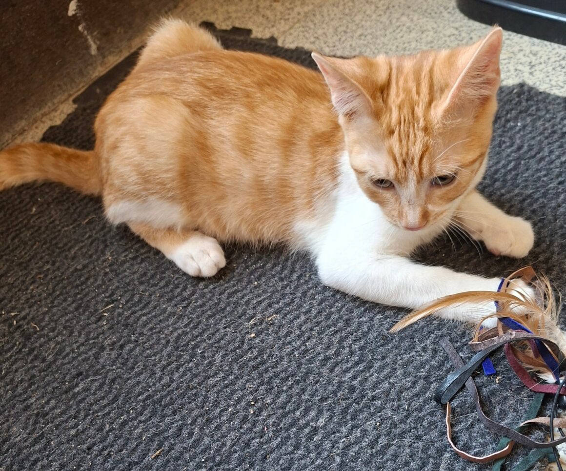 BRADBURY – chaton