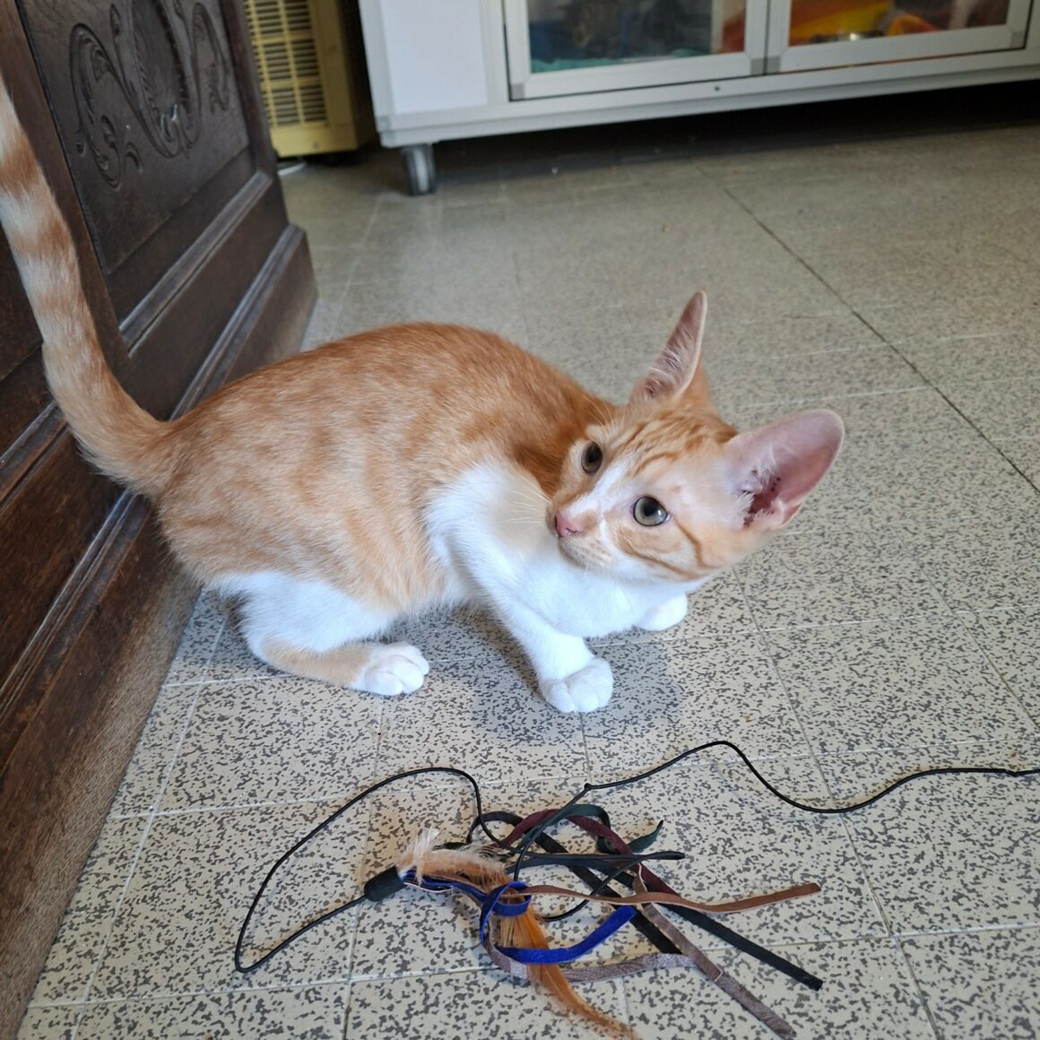 BRADBURY – chaton