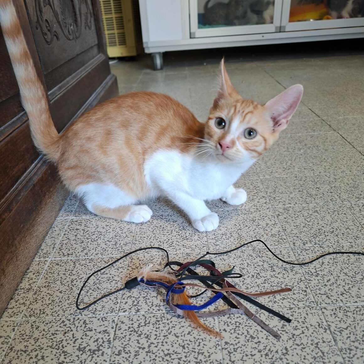 BRADBURY – chaton