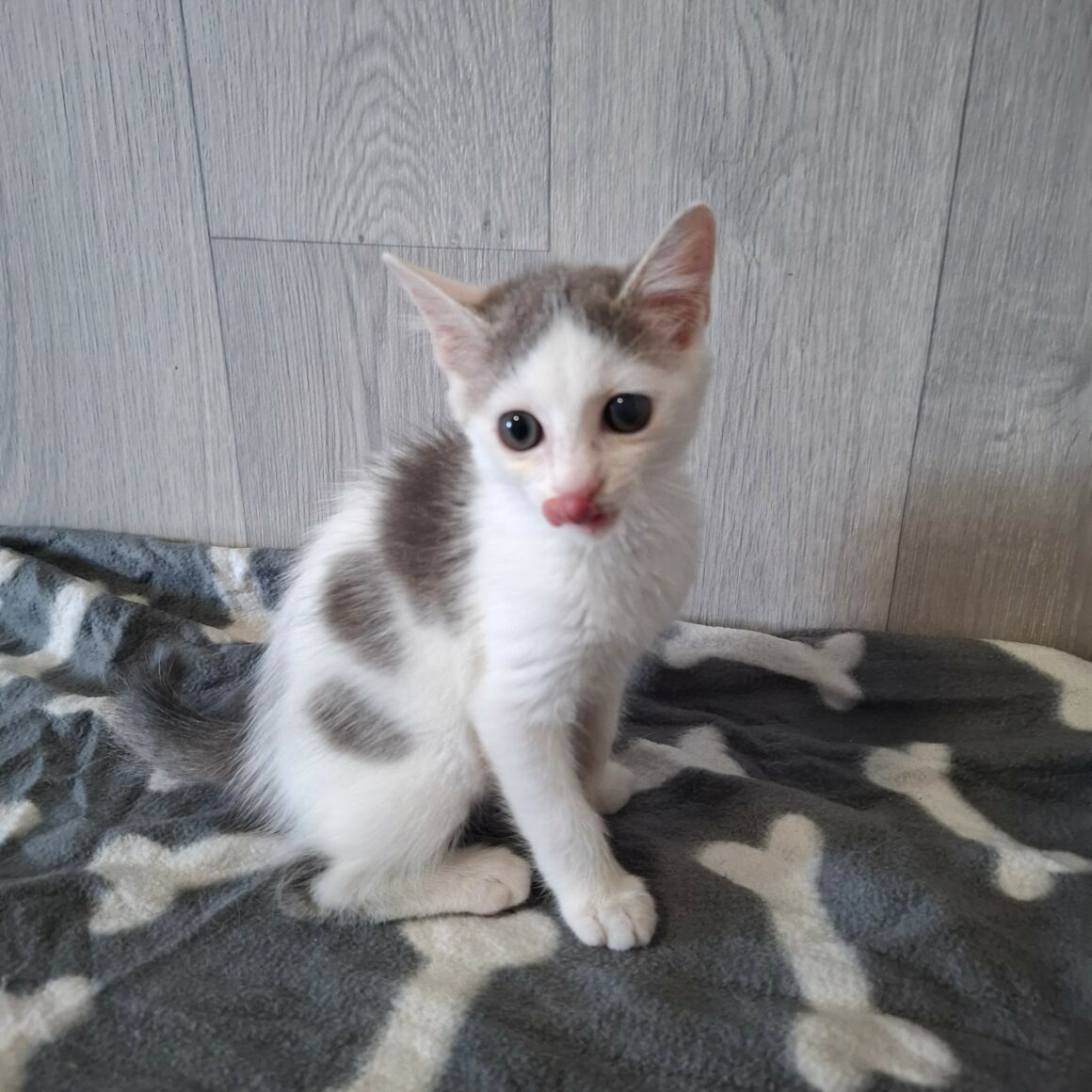 BRAILLOU – chaton