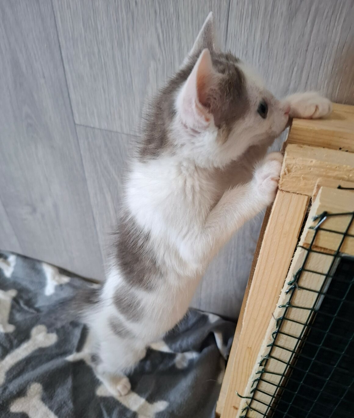 BRAILLOU – chaton