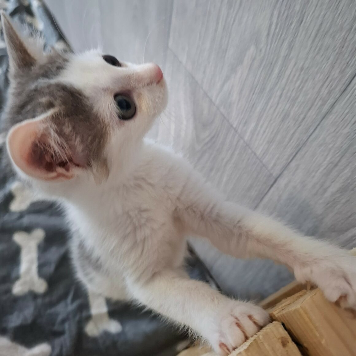 BRAILLOU – chaton