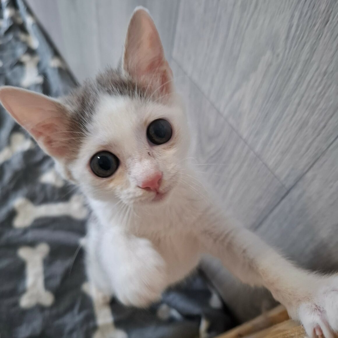 BRAILLOU – chaton