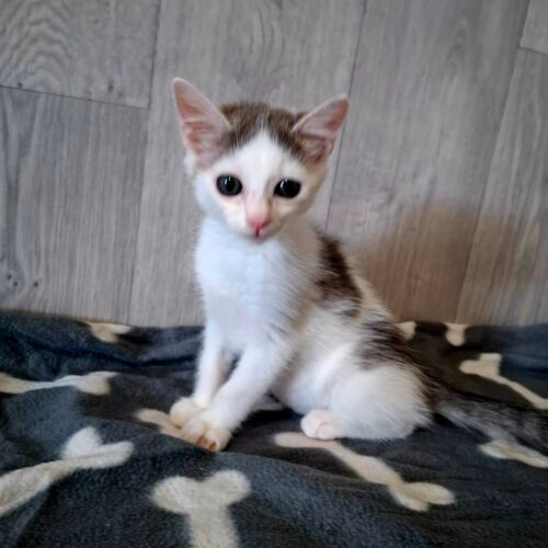 BRAILLOU5 BRAILLOU – chaton
