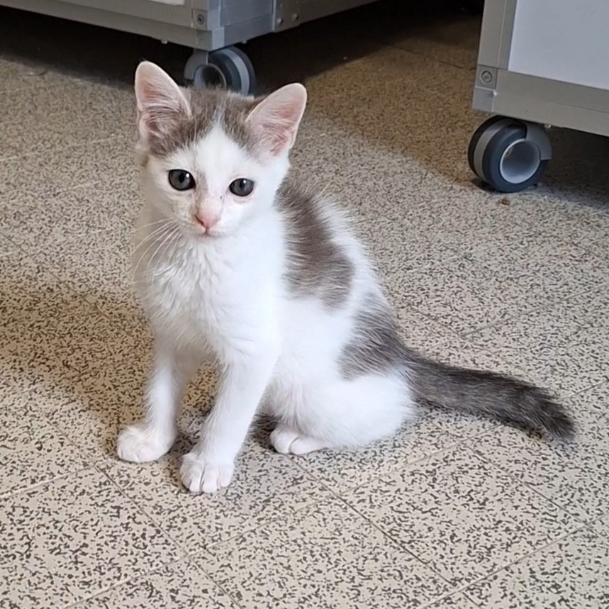 BRAILLOU – chaton
