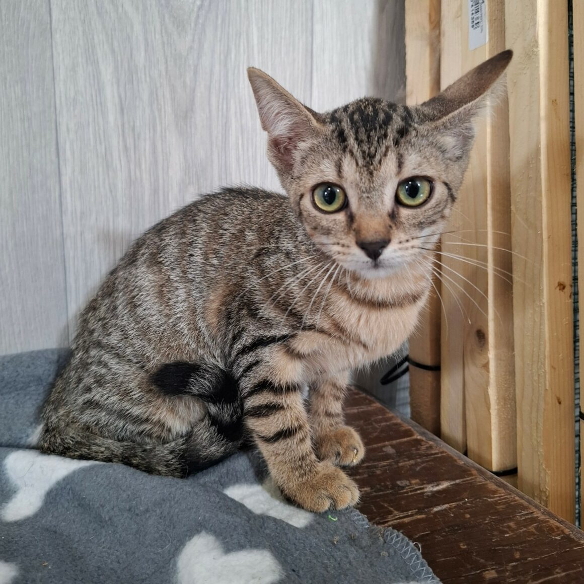 BREEZY – chaton réservée