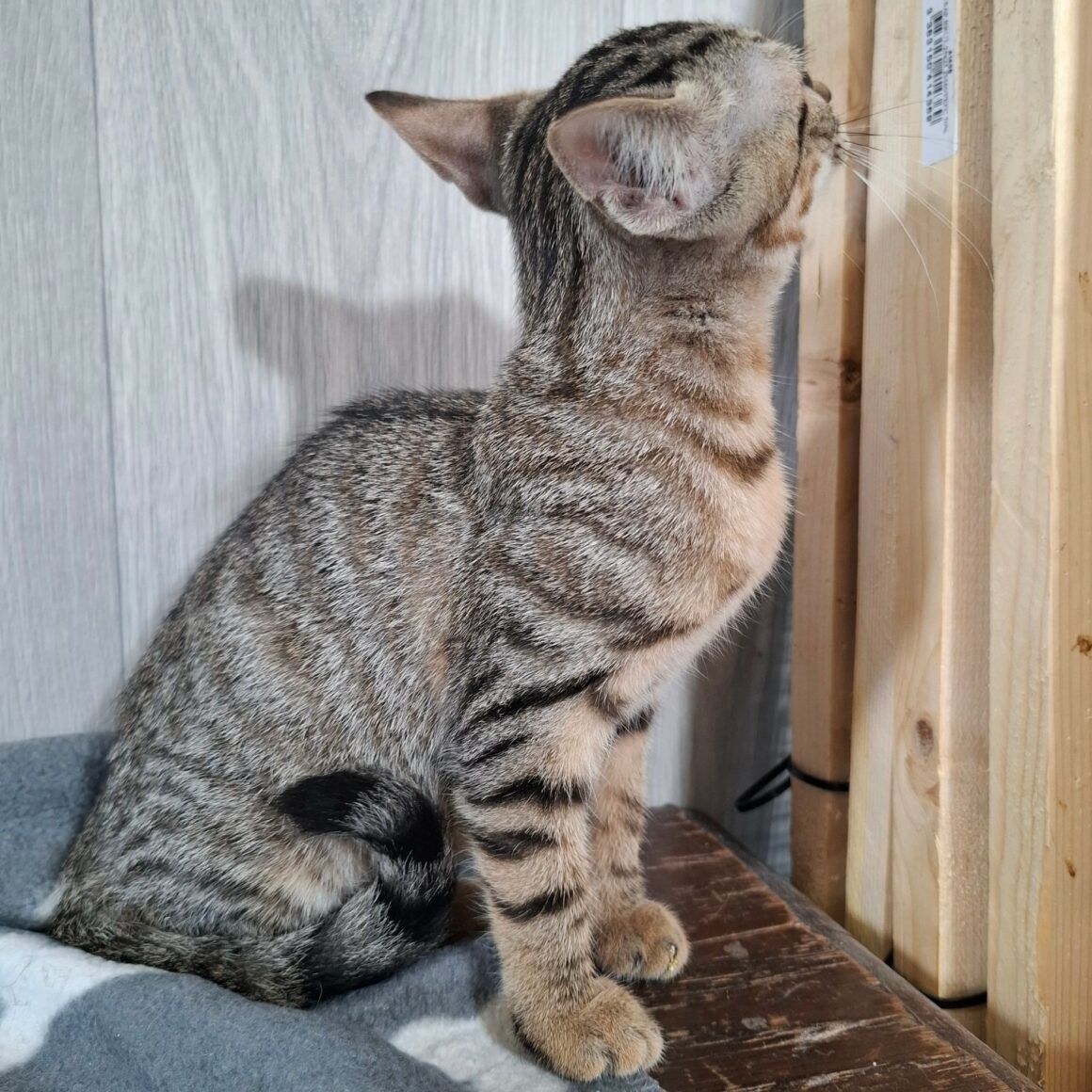 BREEZY – chaton réservée