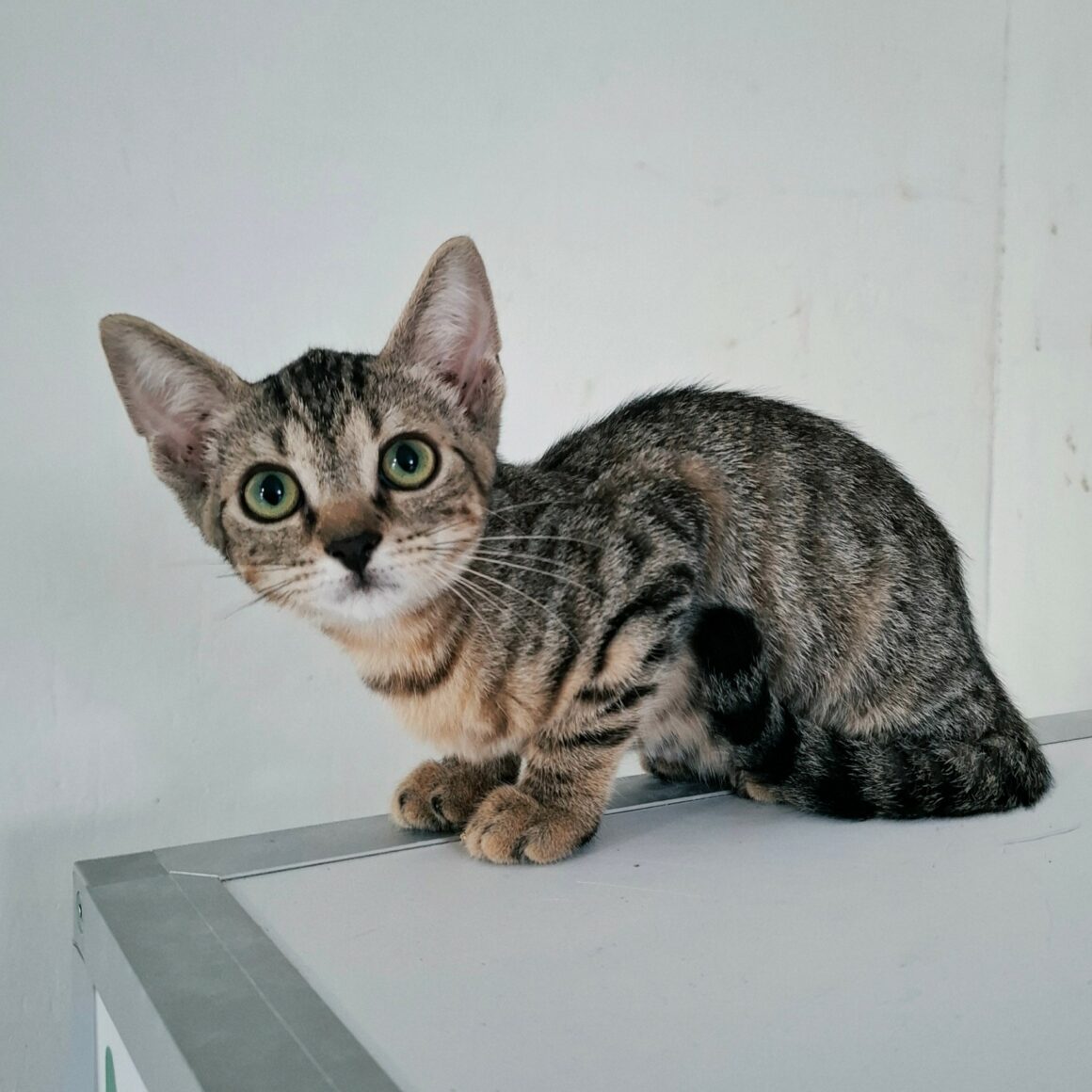 BREEZY – chaton réservée