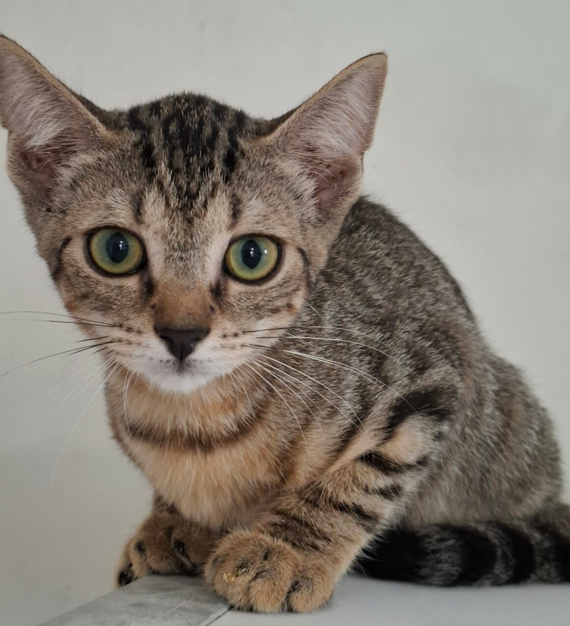 BREEZY – chaton réservée