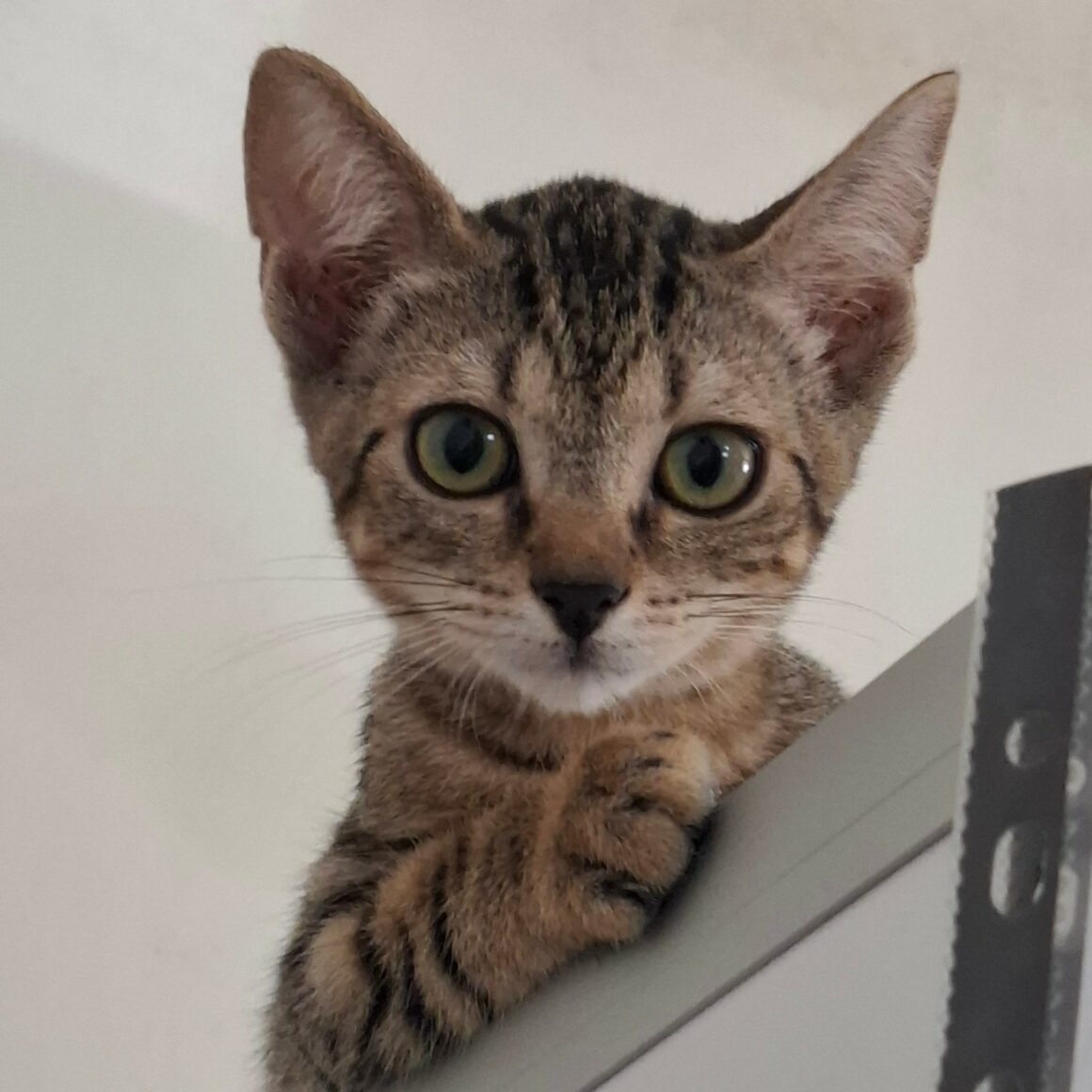 BREEZY – chaton réservée