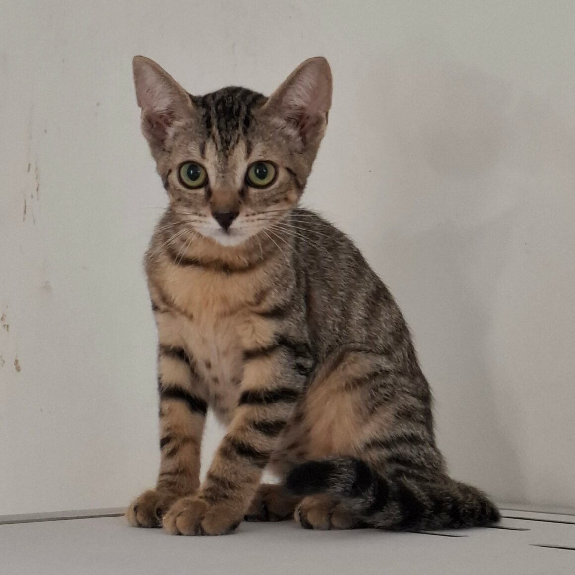 BREEZY – chaton réservée