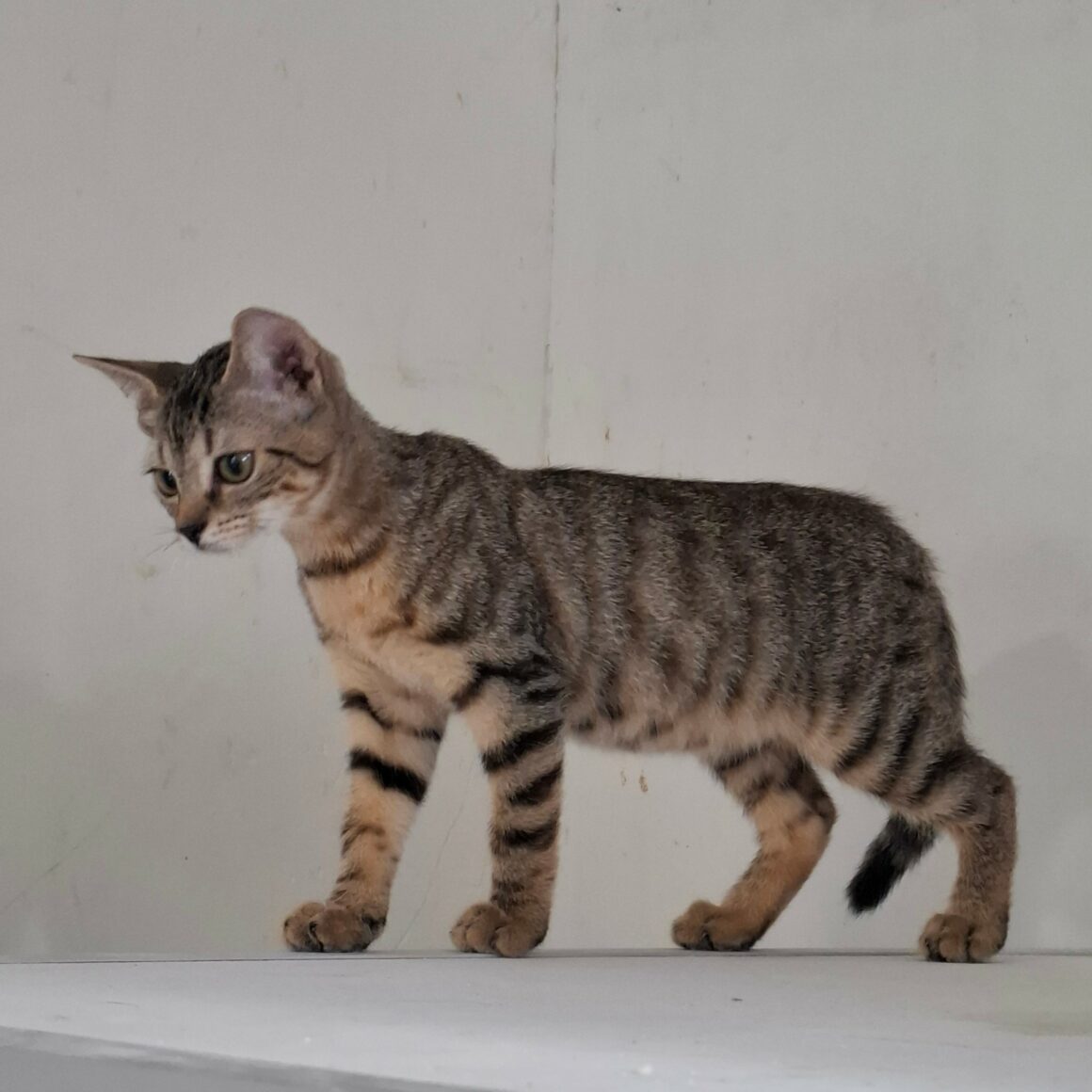BREEZY – chaton réservée