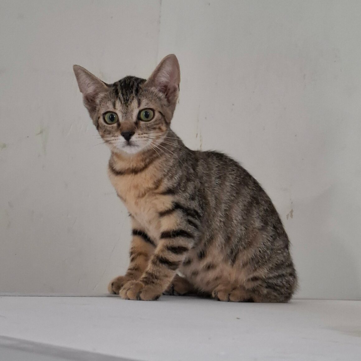 BREEZY – chaton réservée