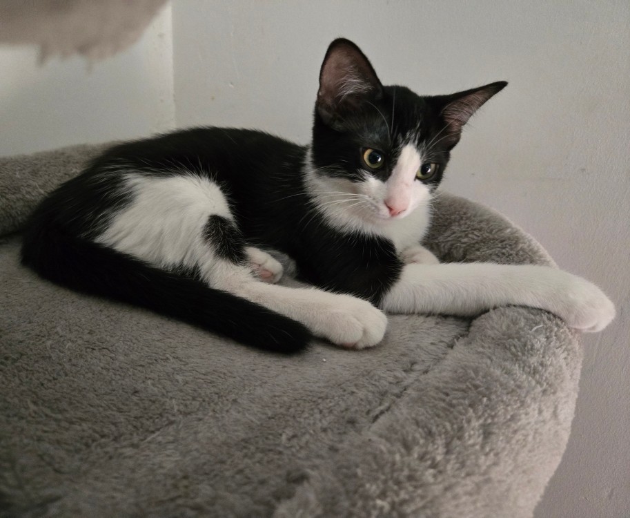 BRIGNOLES – chaton