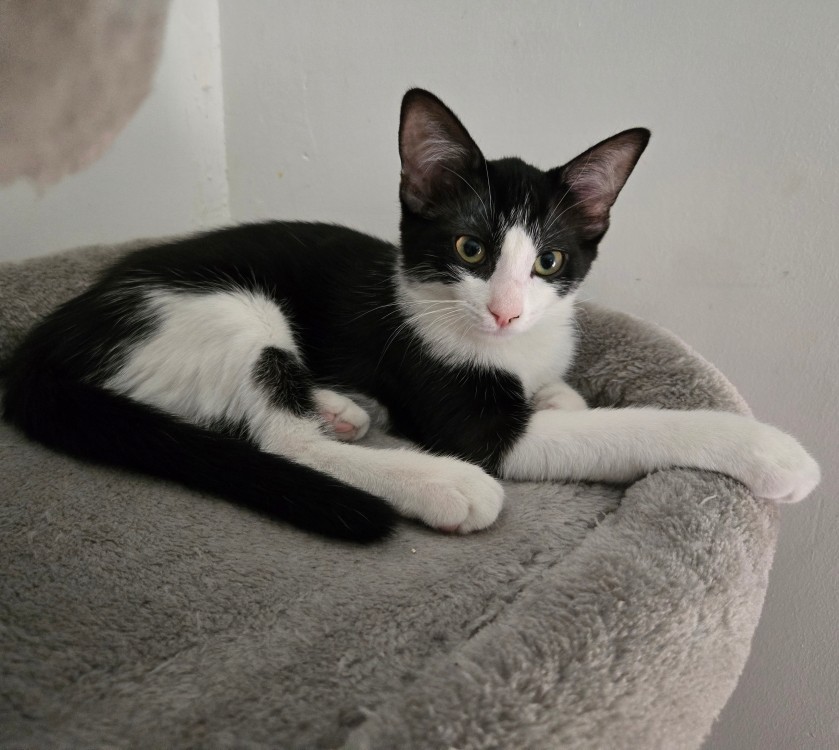 BRIGNOLES – chaton