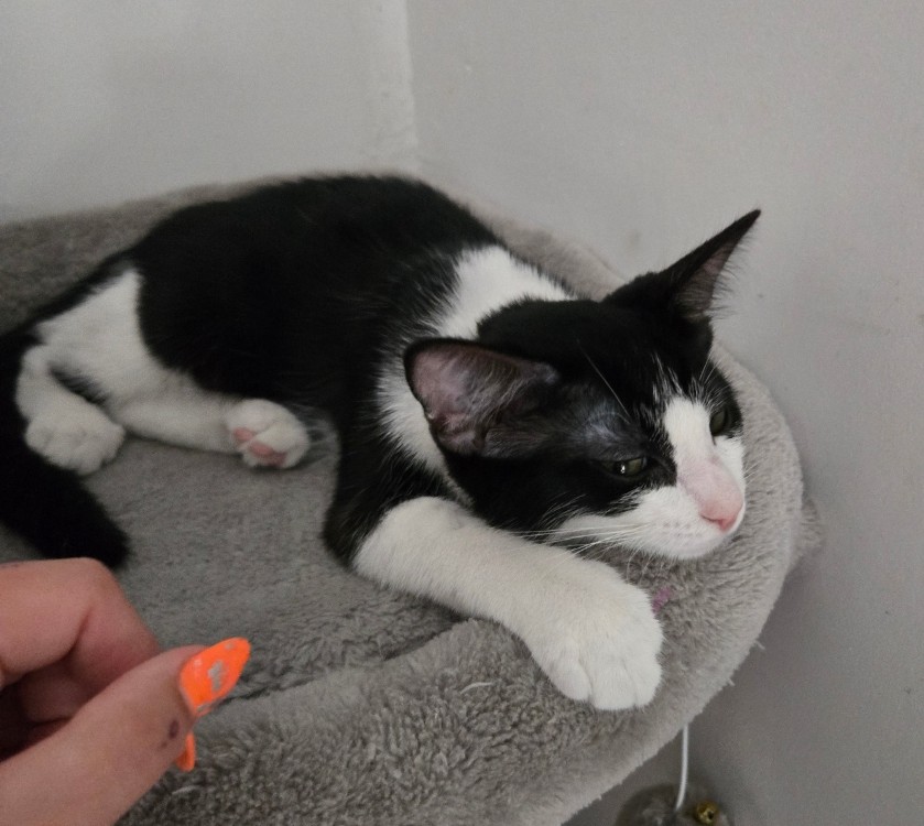 BRIGNOLES – chaton